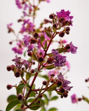 Lagerstroemia indica