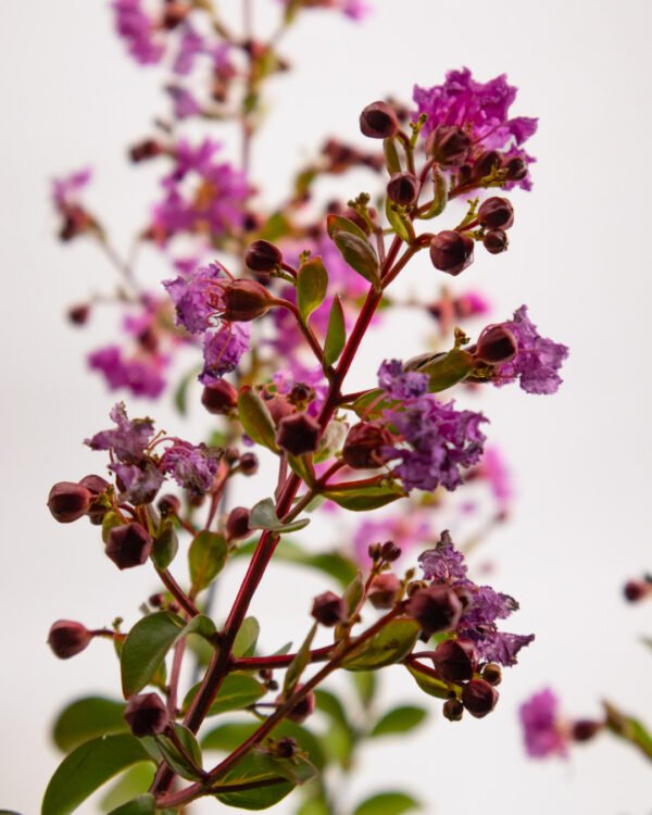 Lagerstroemia indica - immagine 1