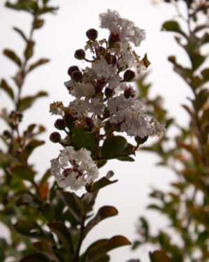 Lagerstroemia indica - immagine 2