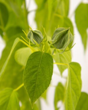 Ibisco palustre - immagine 2