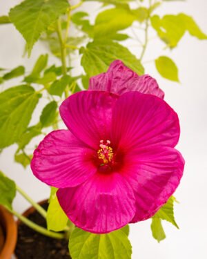 Ibisco palustre
