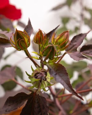 Ibisco palustre foglia rossa - immagine 2