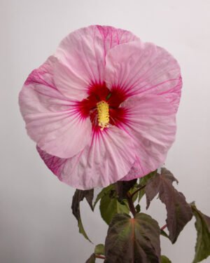 Ibisco palustre foglia rossa