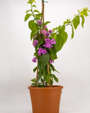 Bougainvillea x spectoglabra