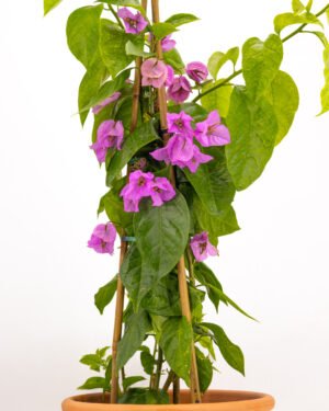 Bougainvillea x spectoglabra - immagine 3