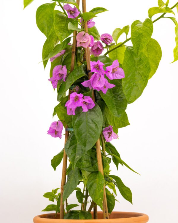 Bougainvillea x spectoglabra - immagine 3