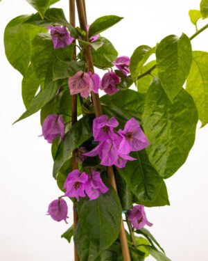 Bougainvillea x spectoglabra - immagine 2