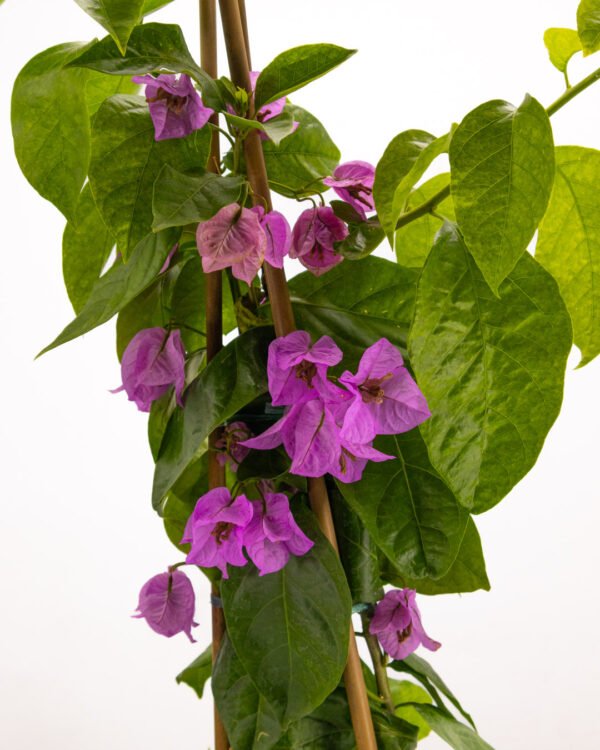 Bougainvillea x spectoglabra - immagine 2