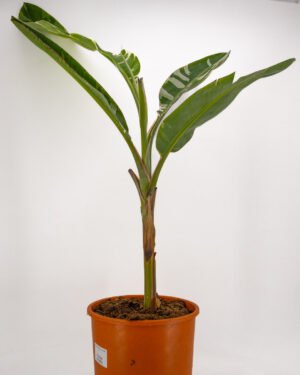 Banano 'Florida Variegata'