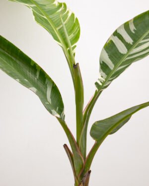 Banano 'Florida Variegata' - immagine 4