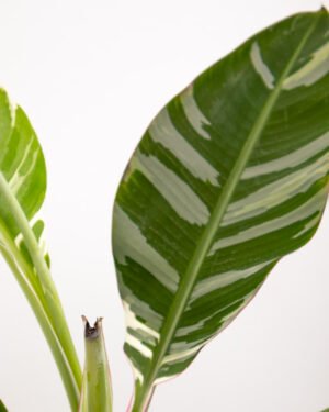 Banano 'Florida Variegata' - immagine 3