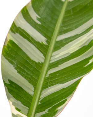 Banano 'Florida Variegata' - immagine 2