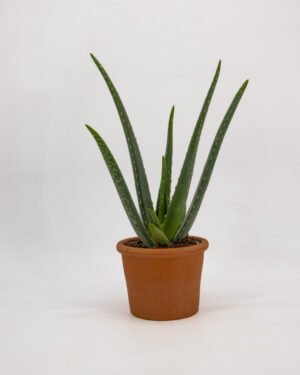Aloe vera