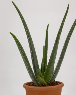 Aloe vera - immagine 3
