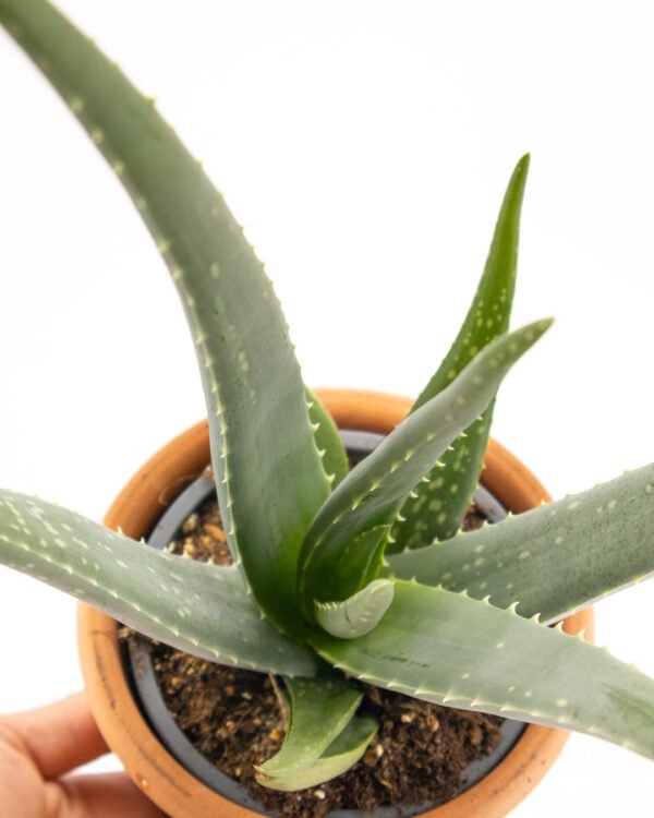 Aloe vera - immagine 2