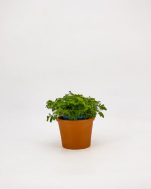 Mimosa pudica