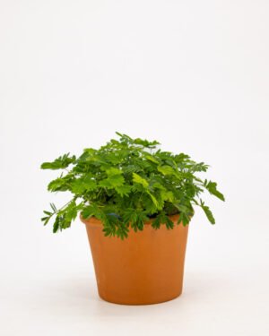 Mimosa pudica - immagine 4