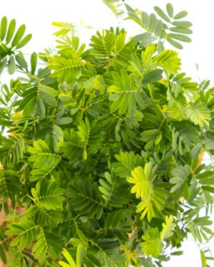 Mimosa pudica - immagine 2