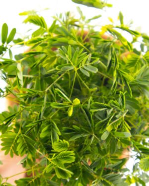 Mimosa pudica - immagine 3