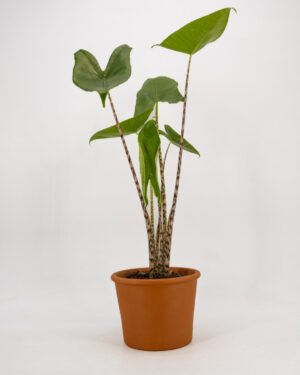 Alocasia zebrina