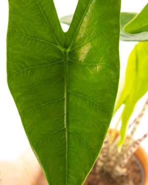 Alocasia zebrina - immagine 3