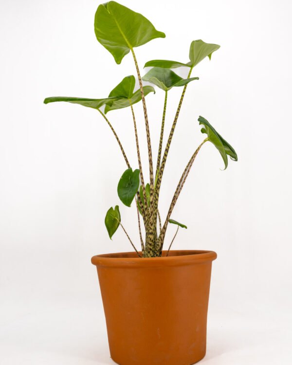 Alocasia zebrina - immagine 2