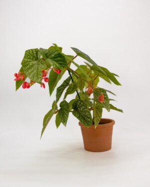 Begogna 'Albopicta Silver'