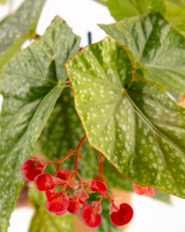 Begogna 'Albopicta Silver' - immagine 2