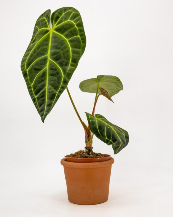 Anthurium regale - immagine 1