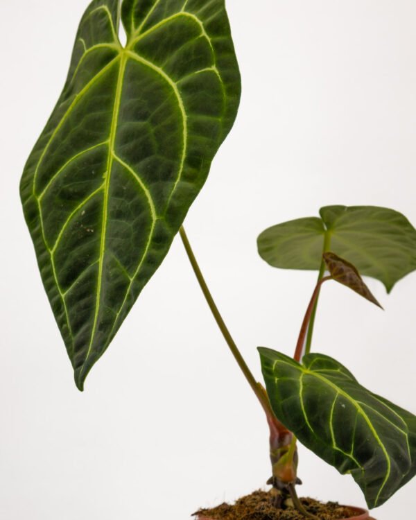 Anthurium regale - immagine 3