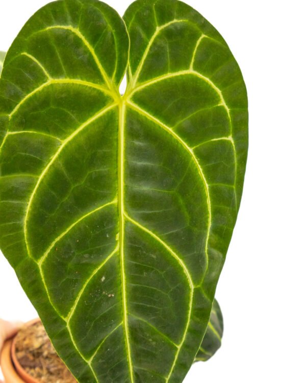 Anthurium regale - immagine 2