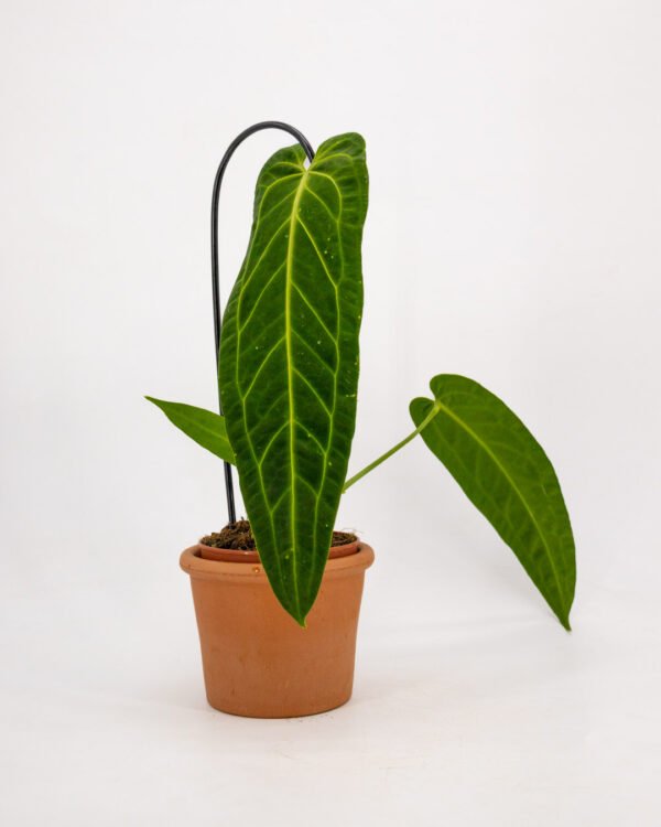 Anthurium warocqueanum - immagine 1
