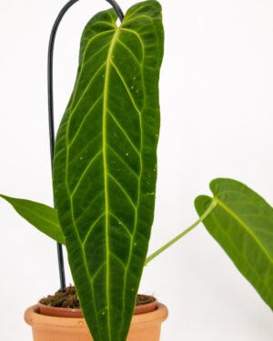 Anthurium warocqueanum - immagine 2