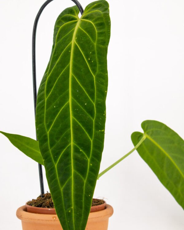 Anthurium warocqueanum - immagine 2