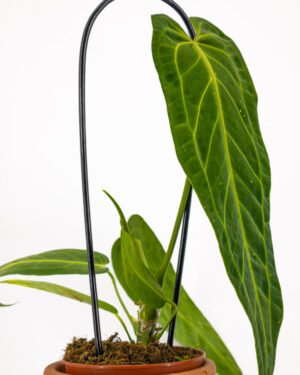 Anthurium warocqueanum - immagine 3