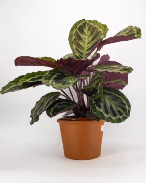 Calathea 'Medaillon'