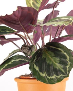 Calathea 'Medaillon' - immagine 2