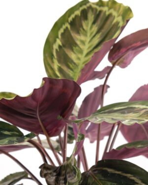Calathea 'Medaillon' - immagine 3