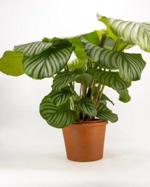 Calathea orbifolia