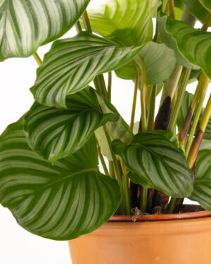 Calathea orbifolia - immagine 3