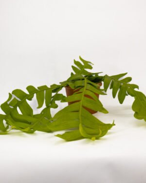 Epiphyllum chrysocardium