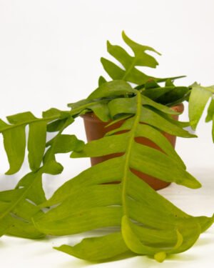 Epiphyllum chrysocardium - immagine 2