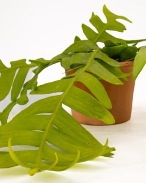 Epiphyllum chrysocardium - immagine 3