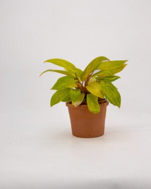 Philodendro 'Painted Lady'