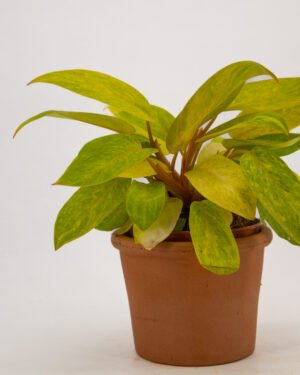 Philodendro 'Painted Lady' - immagine 3