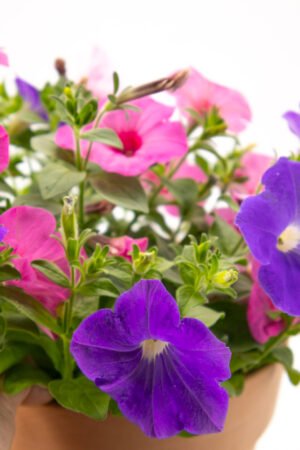 Petunia trixi - immagine 3