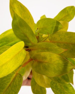 Philodendro 'Painted Lady' - immagine 2