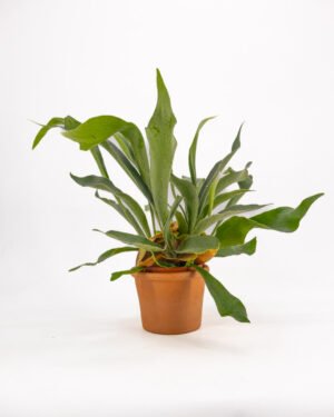 Platycerium bifurcatum