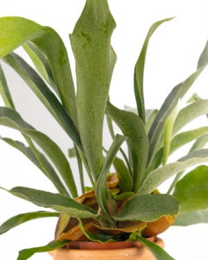 Platycerium bifurcatum - immagine 3