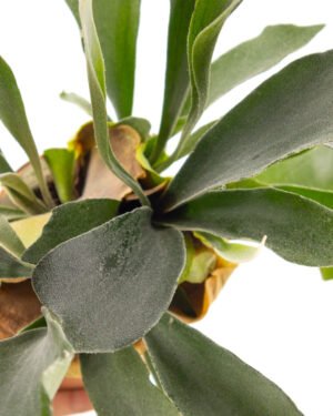 Platycerium bifurcatum - immagine 2